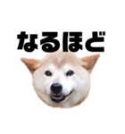 柴犬 ふじまる 7（個別スタンプ：6）