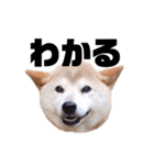 柴犬 ふじまる 7（個別スタンプ：7）