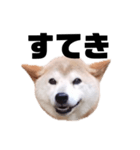 柴犬 ふじまる 7（個別スタンプ：8）