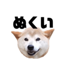 柴犬 ふじまる 7（個別スタンプ：9）