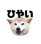 柴犬 ふじまる 7（個別スタンプ：10）