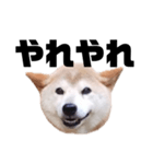 柴犬 ふじまる 7（個別スタンプ：11）
