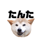 柴犬 ふじまる 7（個別スタンプ：12）