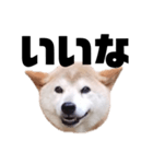 柴犬 ふじまる 7（個別スタンプ：13）