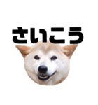 柴犬 ふじまる 7（個別スタンプ：14）