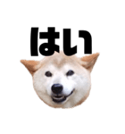 柴犬 ふじまる 7（個別スタンプ：15）