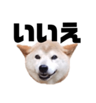 柴犬 ふじまる 7（個別スタンプ：16）