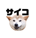 柴犬 ふじまる 7（個別スタンプ：17）