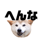 柴犬 ふじまる 7（個別スタンプ：18）