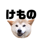 柴犬 ふじまる 7（個別スタンプ：19）