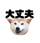 柴犬 ふじまる 7（個別スタンプ：20）