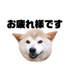柴犬 ふじまる 7（個別スタンプ：22）