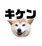 柴犬 ふじまる 7（個別スタンプ：23）