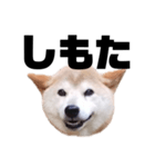柴犬 ふじまる 7（個別スタンプ：24）