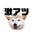 柴犬 ふじまる 7（個別スタンプ：25）