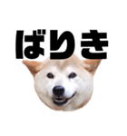 柴犬 ふじまる 7（個別スタンプ：26）