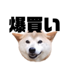 柴犬 ふじまる 7（個別スタンプ：27）