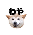 柴犬 ふじまる 7（個別スタンプ：28）