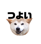 柴犬 ふじまる 7（個別スタンプ：29）