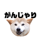 柴犬 ふじまる 7（個別スタンプ：30）