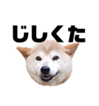 柴犬 ふじまる 7（個別スタンプ：31）