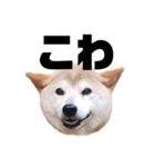 柴犬 ふじまる 7（個別スタンプ：32）