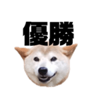 柴犬 ふじまる 7（個別スタンプ：33）