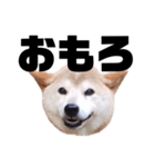柴犬 ふじまる 7（個別スタンプ：34）