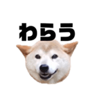 柴犬 ふじまる 7（個別スタンプ：35）