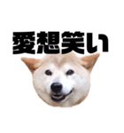 柴犬 ふじまる 7（個別スタンプ：36）