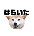 柴犬 ふじまる 7（個別スタンプ：37）