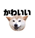 柴犬 ふじまる 7（個別スタンプ：39）