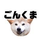 柴犬 ふじまる 7（個別スタンプ：40）