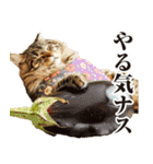 猫ママ 【ダジャレ】（個別スタンプ：33）