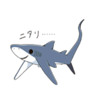 いろんなサメが毎日使える！SHARK ALL STAR（個別スタンプ：6）