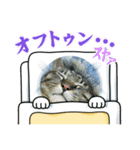 景色とニャンコ（個別スタンプ：6）