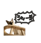 お酒とネコ好きな日常会話 14（個別スタンプ：7）