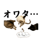 お酒とネコ好きな日常会話 14（個別スタンプ：12）