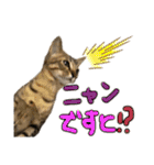 お酒とネコ好きな日常会話 14（個別スタンプ：18）