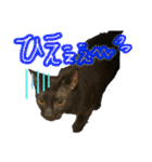 お酒とネコ好きな日常会話 14（個別スタンプ：21）