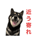 黒柴もずくの殿様・武士的上から目線用語集（個別スタンプ：1）