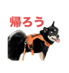 黒柴もずくの殿様・武士的上から目線用語集（個別スタンプ：4）
