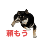 黒柴もずくの殿様・武士的上から目線用語集（個別スタンプ：10）