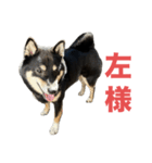 黒柴もずくの殿様・武士的上から目線用語集（個別スタンプ：12）