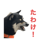 黒柴もずくの殿様・武士的上から目線用語集（個別スタンプ：13）