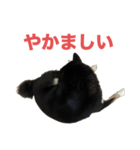 黒柴もずくの殿様・武士的上から目線用語集（個別スタンプ：15）