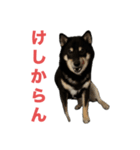 黒柴もずくの殿様・武士的上から目線用語集（個別スタンプ：16）