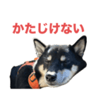 黒柴もずくの殿様・武士的上から目線用語集（個別スタンプ：22）