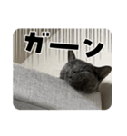 もん吉CAT（個別スタンプ：3）