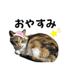 みりんぷ2（みーこfam仲間入り）（個別スタンプ：9）